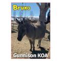 KOA Campgrounds Bruno Donkey