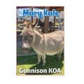 KOA Campgrounds Mary Kate Donkey