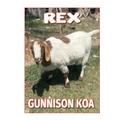 KOA Campgrounds Rex Goat