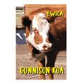 Cow Erica