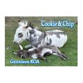 Donkey's cookie & Chip