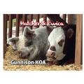 Hatcher and Ewica pig and cow